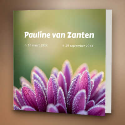 Paarse Gerbera met dauw